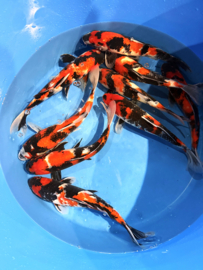 Hirasawa Marusei  32-37 cm