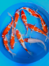 Hirasawa Marusei 29-34cm