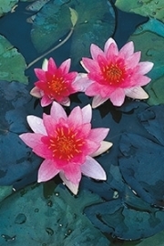 Nymphaea "Pygmaea Rubra"