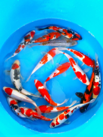 Hirasawa Marusei 22-27cm