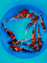 Hirasawa Marusei 29-34cm