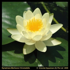 Nymphaea 'Marliacea Chromatella' / Gele Waterlelie / Mand XXL