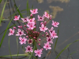 Butomus Umbellatus / Zwanenbloem / Kant en klare mand 18x18cm