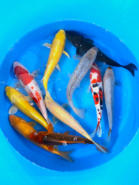 Hirasawa Marusei 29-34cm