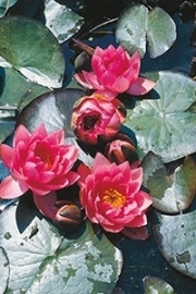 Nymphaea James Brydon