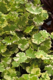 Hydrocotyle Sibthorpioides 'Variegata' / Bonte Waternavel / Mand 11x11cm