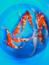 Hirasawa Marusei 29-34cm