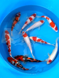 Hirasawa Marusei 27-32cm