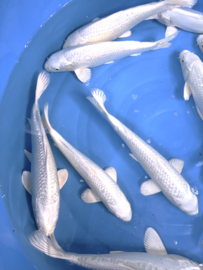 Yamasan  Platina Ogon 33-37 cm