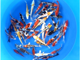 Fukasawa 17-20cm  tosai mix