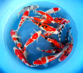 Hirasawa Marusei 28-35cm