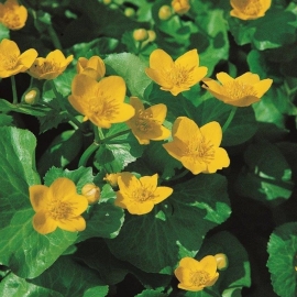 Caltha Palustris / Dotterbloem / Pot 9x9cm