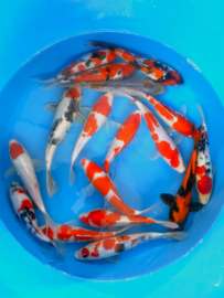 Hirasawa Marusei 22-27cm