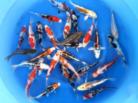 Miyatora 17-20cm  tosai mix