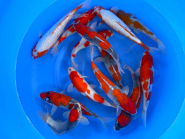 HQ Yuki Asagi van Yamaju  40cm