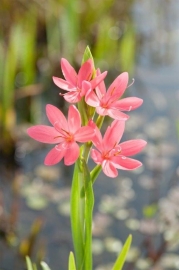 Schizostylus Coccinea 'Mrs. Hegarty' / Moerasgladiool / Kant en klare mand 18x18cm