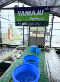 HQ Yuki Asagi van Yamaju  40cm