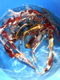Hirasawa Marusei 24-28cm