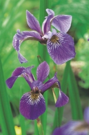 Iris Versicolor / Violenkruid / Pot 9x9cm