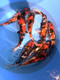 Hirasawa Marusei  32-37 cm