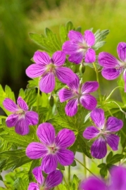 Geranium Palustis / Moerasooievaarsbek / Pot 9x9cm