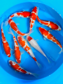 Hirasawa Marusei 29-34cm