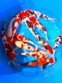 Hirasawa Marusei 30-37cm