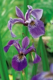 Iris Versicolor / Violenkruid / Kant en klare mand 18x18cm