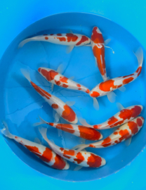 Hirasawa Marusei 27-32cm