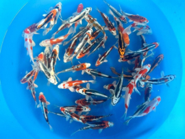 Yamasan 12-15cm  metallic mix