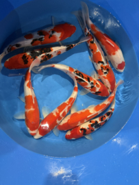 Hirasawa Marusei  32-37 cm