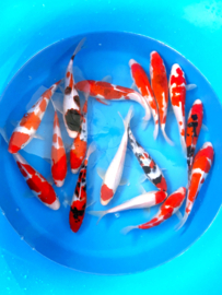 Hirasawa Marusei 22-27cm