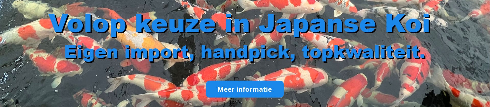 Japanse Koi 2