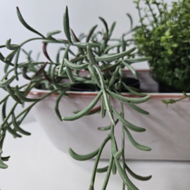 Mobach | plantenbak
