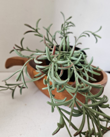Houten serveerbowl | vintage