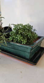 Bonsai schaal met onderbord | vintage