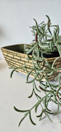 Trio A1 | berkenbast plantenschaal 