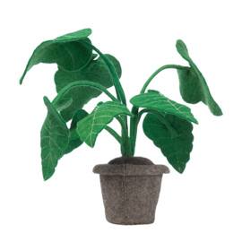 KidsDepot plant alocasia