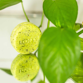 Loofy's shampoo bar - groen