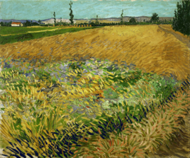 Van Gogh, Korenveld