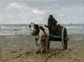 Mauve, Zeewier verzamelen
