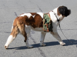 Vintage canvas zadeltas Cavalerie - Khaki canvas met bruin leder -  origineel