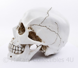 Replica schedel - 14 x 14 x 10 cm - origineel