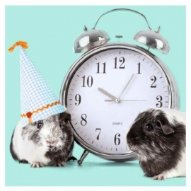 Wenskaart Party Time Cavia
