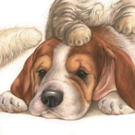 Kaart Sterkte Beagle