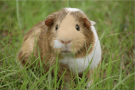 Ansicht kaart " Cavia in gras "