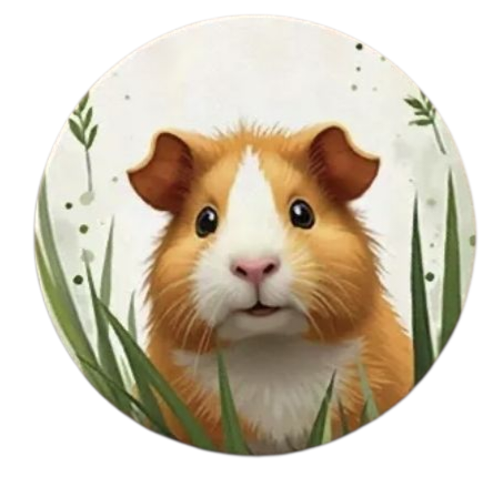6 onderzetters cavia