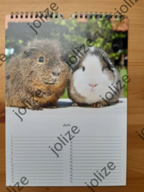 Cavia Verjaardagskalender