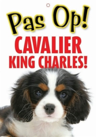 Pas Op ! Cavalier King Charles