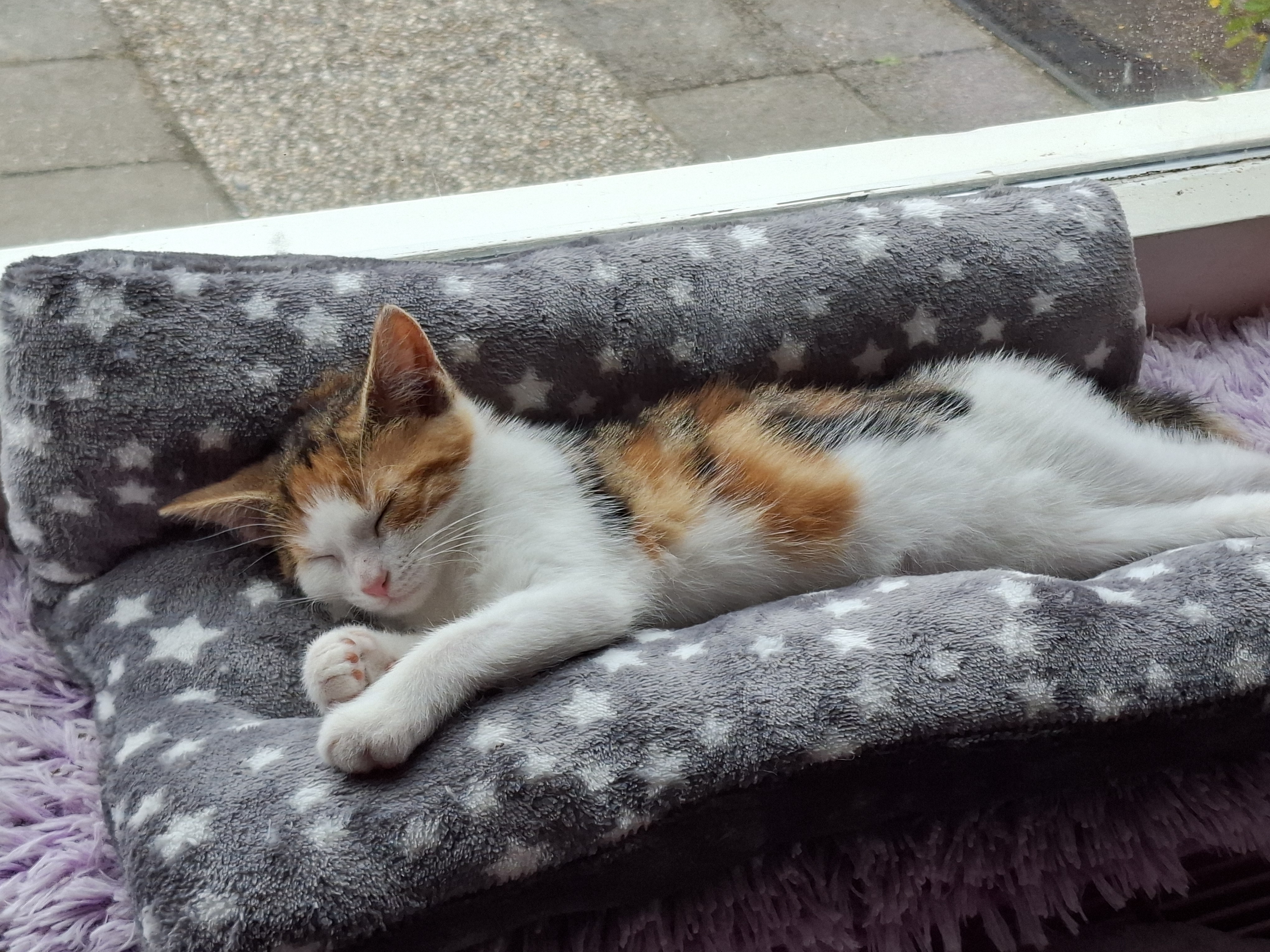 Kitten Snuggle Bed ... Custom Made